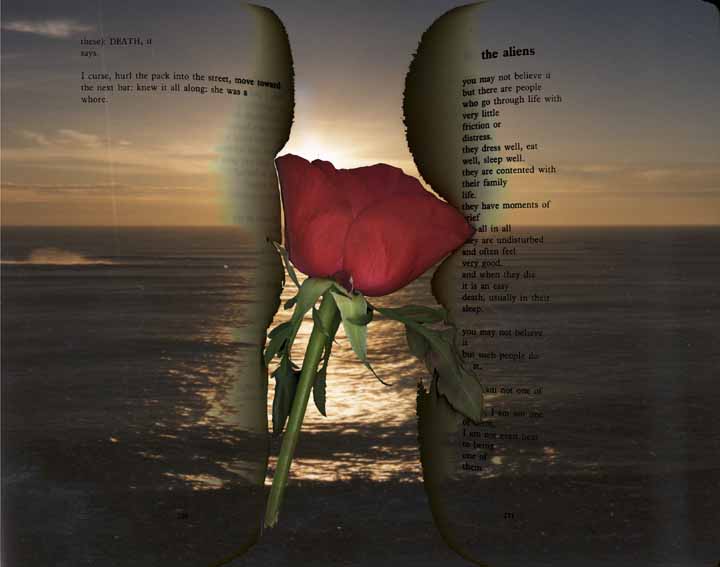alienrose 4